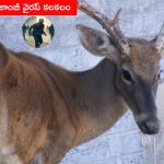 Zombie Deer Disease: అమెరికాలో మరో కొత్త జాంబీ వైరస్ కలకలం.. మనుషులకు సోకే చాన్స్
