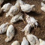 Bird Flu in Chittoor District: చిత్తూరు జిల్లాలో బర్డ్‌ఫ్లూ కలకలం..  ఆందోళనలో పౌల్ట్రీ రైతులు