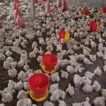 Bird Flu in Andhra Pradesh: బర్డ్ ఫ్లూ నియంత్రణపై ఫోకస్.. మూడ్రోజులు చికెన్ షాపులు బంద్!