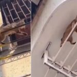 Viral Video : పిల్లి.. ఏమి స్టంట్లు కొట్టింది మామ..!