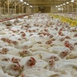 Bird Flu in Andhra Pradesh: చికెన్ లవర్స్ కు బ్యాడ్ న్యూస్.. మరో 3 నెలల వరకు నో చికెన్..!