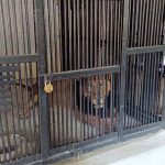 Lion Killed a man in Tirupati: తిరుపతిలో దారుణం.. సింహం దాడిలో వ్యక్తి మృతి