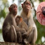 Monkey Fever in Karnataka: కర్ణాటకలో మంకీఫీవర్ కలకలం.. ఇద్దరి మృతి