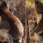 Heartbreaking Moment koala: అయ్యో !ఎంత విషాదం..  చూస్తుంటే మనకే కళ్లల్లో నీళ్లు తిరుగుతున్నాయే..