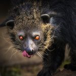 Animals : ఈ జంతువులు రాత్రి కూడా వేటాడతాయి..!