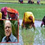 MS Swaminathan Commission Report: ఎంఎస్‌పీపై స్వామినాథన్ కమిషన్ ఏం చెప్పింది.. నాటి యూపీఏ నేటి ఇండియా కూటమి మాటేంటి?