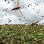 Locust Outbreak : మిడతల దండయాత్ర.. కారణమిదే!