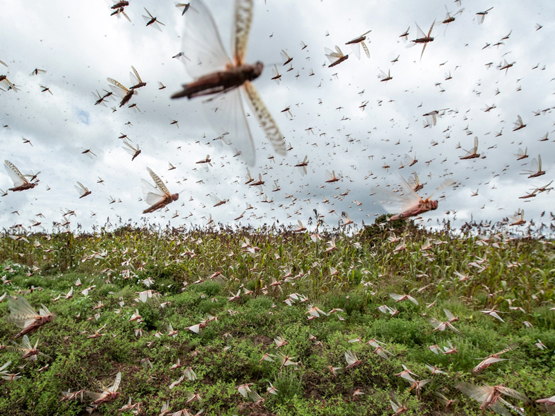 Locust Outbreak : మిడతల దండయాత్ర.. కారణమిదే!