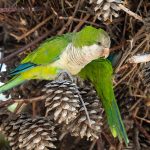 ‘Parrot Fever’ Outbreak In Europe: యూరప్ దేశాలలో విజృంభిస్తున్న పారెట్ ఫీవర్