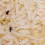 Rice with Insects: పురుగులు పట్టిన బియ్యం తింటే ఏమవుతుంది..?
