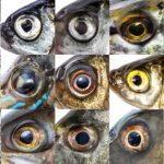 Fish Eyes Benefits: చేపకళ్లు తింటే ఎన్ని ప్రయోజనాలో తెలుసా..?