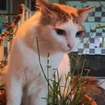 Cat Missing: మా పిల్లి ఎక్కడో తప్పి పోయింది.. కనిపిస్తే చెప్పండి ప్లీజ్.. ఊరంతా పోస్టర్లు