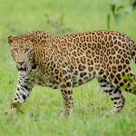 Kid Locked Leopard in Room: చిరుతపులిని బంధించిన బుడ్డోడు.. వీడి ధైర్యానికి నెటిజన్లు ఫిదా