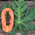Papaya Leaf Benefits: బొప్పాయి ఆకులతో అనేక ప్రయోజనాలు.. ఆ వ్యాధులకు చెక్