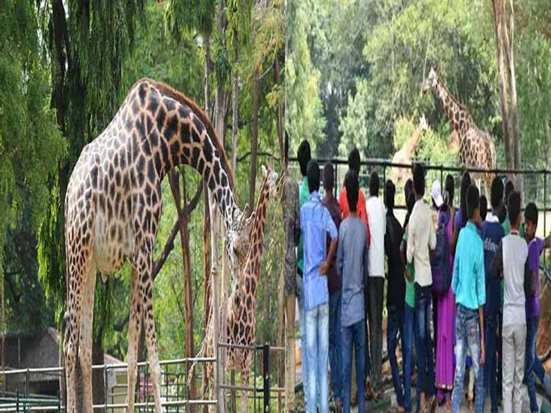 Rs. 5000 for Reels on Animals: జంతువులపై రీల్స్ చేయండి.. రూ. 5,000 బహుమతి పొందండి!