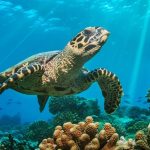 Sea Turtle Meat: సముద్ర తాబేలు మాంసం తిని 9 మంది దుర్మరణం.. 78 మందికి అస్వస్థత!