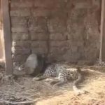 Leopard Head Stuck in Vessel : బిందెలో ఇరుక్కున్న చిరుత తల.. వీడియో వైరల్