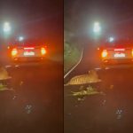 Viral videos : రోడ్డు దాటుతున్న పులిని ఢీకొట్టిన కారు.. ఆ తర్వాత జరిగింది చూస్తే..!