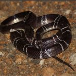 Snakes: దేవుడా.. ఇది కాటేస్తే స్వర్గానికో.. నరకానికో పోవడం పక్కా..