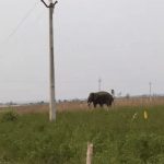 Two Farmers were killed by Elephant: విషాదం.. మహిళా రైతుతోపాటు మరొకరిని చంపేసిన ఏనుగు?