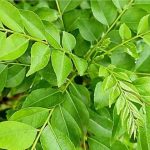 Curry Leaves Benefits: ఆకులే కదా అని లైట్ తీస్కోకు బ్రో.. వీటితో ఎన్ని లాభాలో తెలుసా..?