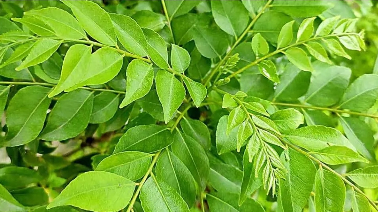 Curry Leaves Benefits: ఆకులే కదా అని లైట్ తీస్కోకు బ్రో.. వీటితో ఎన్ని లాభాలో తెలుసా..?