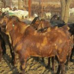 Free Goats: ఫ్రీగా మేకల పంపిణీ.. ఒక్కొక్కరికి 50 అంట.. ఎక్కడో తెలుసా..?