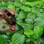 Betel Leave Benefits: తమలపాకు తింటే ఎన్ని లాభాలో తెలుసా..?
