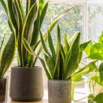 Lucky Plants for home: ఈ మొక్కలను ఇంట్లో పెంచితే ధనవంతులు అవడం ఖాయం..
