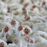 Bird Flu: వేగంగా వ్యాపిస్తున్న బర్డ్ ఫ్లూ.. ఆ రాష్ట్రంలో గుడ్లు, చికెన్ విక్రయాలపై నిషేధం