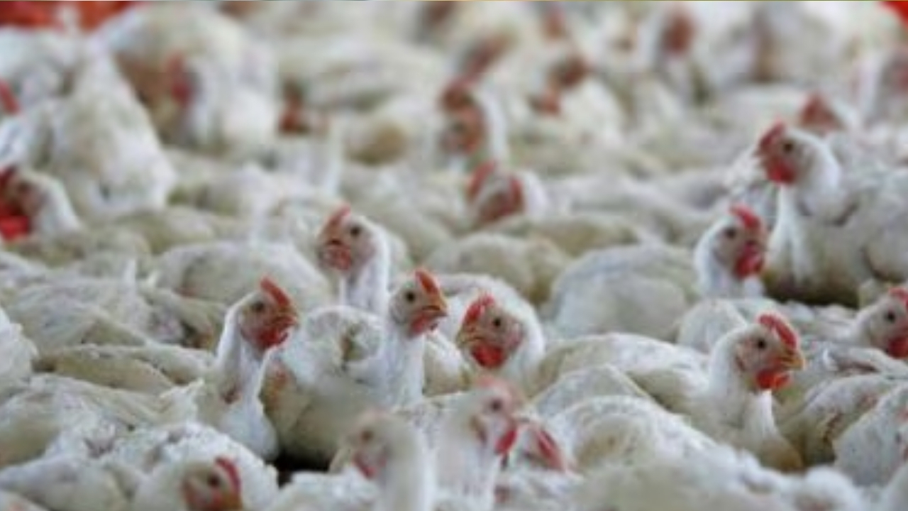 Bird Flu: వేగంగా వ్యాపిస్తున్న బర్డ్ ఫ్లూ.. ఆ రాష్ట్రంలో గుడ్లు, చికెన్ విక్రయాలపై నిషేధం