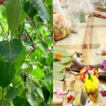 Pitru Dosha: ఈ మొక్క మీ ఇంట్లో పెరుగుతోందా? అయితే పితృ దోషం ఉన్నట్లే.. దానికి ఏం చేయాలంటే?