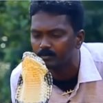 Snake Catcher Kissing King Cobra: పడగ విప్పిన కింగ్ కోబ్రా తలపై ముద్దుపెట్టిన సురేష్.. భయానకమైన వీడియో!