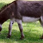 Donkey Milk: పిల్లలకు గాడిద పాలు తాగిస్తున్నారా.. లేదా ? ఎన్ని ఆరోగ్య ప్రయోజనాలో తెలుసా