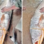 Fish @ Rs. 2 Lakhs: దేవుడా.. ఒక్క చేప ధర రూ. 2 లక్షలు.. ఎక్కడో తెలుసా?
