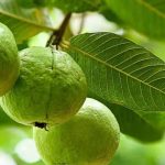 Guava Leaves: జామ ఆకులతో శరీరంలోని కొవ్వు ఖతం..