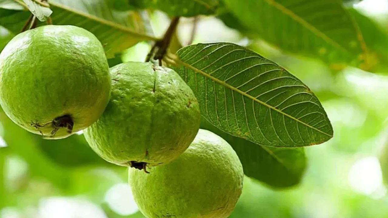 Guava Leaves: జామ ఆకులతో శరీరంలోని కొవ్వు ఖతం..