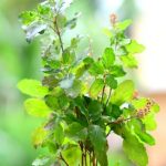 Tulasi Plant Placement @Home: తులసి మొక్క.. ఏ దిక్కులో పెడితే లక్ష్మీ దేవి కటాక్షం ఉంటుందో తెలుసా..?