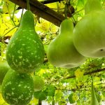 Bottle Gourd Benefits : షుగర్‌కి సరైన మెడిసిన్ ఇదే..!