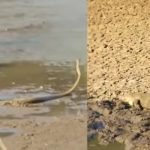 Crocodile Vs Snake – Eagle: మొసలి కంటపడిన పాము.. మధ్యలో గద్ద.. చిద్రమైన పాము జీవితం..!