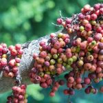 Cluster Fig Tree Benefits : ఈ చెట్టు కనిపిస్తే కాయలు వదలకండి.. ఎందుకంటే!