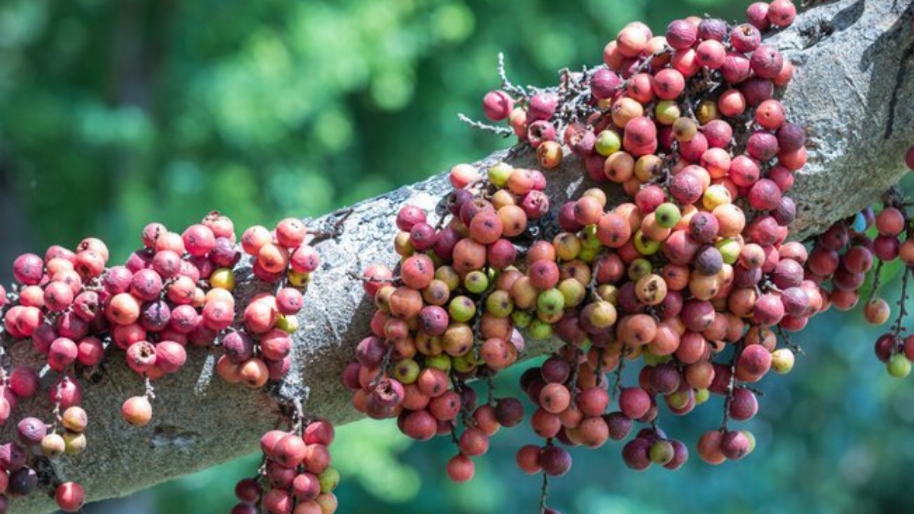 Cluster Fig Tree Benefits : ఈ చెట్టు కనిపిస్తే కాయలు వదలకండి.. ఎందుకంటే!