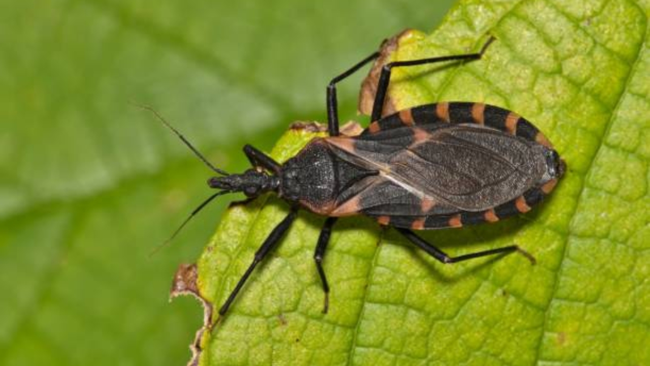 Chagas Disease : బీ కేర్ ఫుల్.. ఈ పురుగు మీ గుండెను తీనేస్తుంది!
