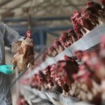 Bird Flu Outbreak : బర్డ్ ఫ్లూ కలకలం.. వేలాది కోళ్లు, పక్షులు చంపివేత