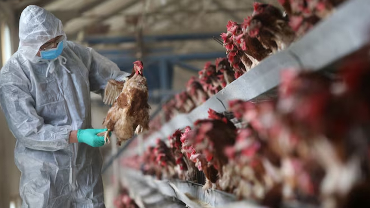 Bird Flu Outbreak : బర్డ్ ఫ్లూ కలకలం.. వేలాది కోళ్లు, పక్షులు చంపివేత