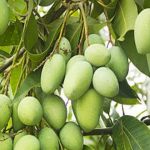 Raw Mango: పచ్చి మామిడితో వెయిట్​ లాస్​..