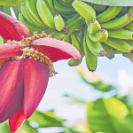 Banana Flower Benefits: అరటిపువ్వుతో శరీరంలో మ్యాజిక్..