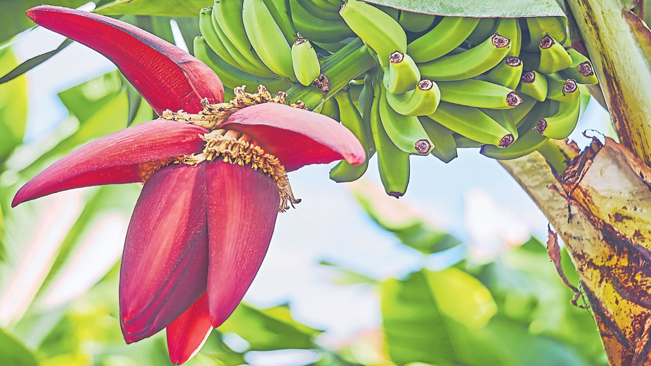 Banana Flower Benefits: అరటిపువ్వుతో శరీరంలో మ్యాజిక్..