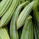 Health Benefits Of Ridge Gourd: వేసవిలో బీరకాయ తింటే ఎన్ని ప్రయోజనాలో తెలుసా?
