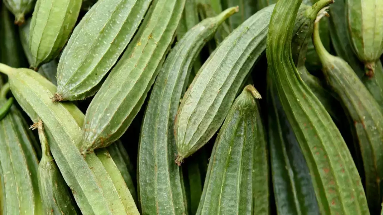 Health Benefits Of Ridge Gourd: వేసవిలో బీరకాయ తింటే ఎన్ని ప్రయోజనాలో తెలుసా?